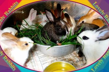 Cute Baby Rabbits Playing,Feeding Activities  Bunny Rabbit #9