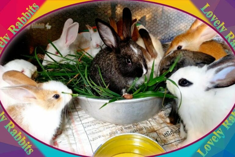 Cute Baby Rabbits Playing,Feeding Activities  Bunny Rabbit #9