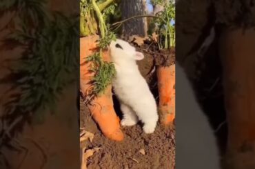 Cute Rabbit eating
