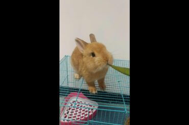 Cute Rabbit Eating Food Cute Bunny #shorts