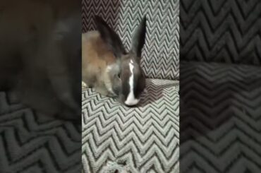 Cute Rabbit | Pet Rabbit
