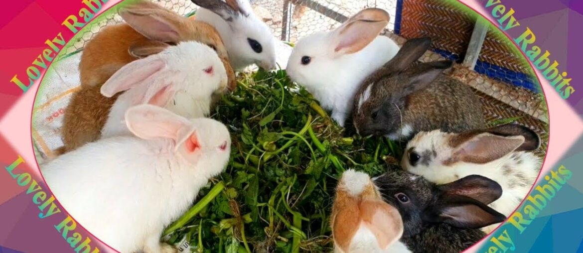 Cute Baby Rabbits Playing,Feeding Activities  Bunny Rabbit #5