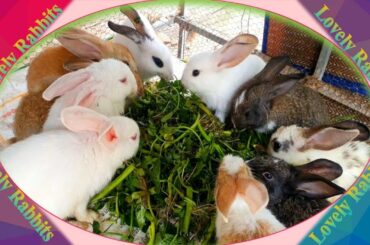 Cute Baby Rabbits Playing,Feeding Activities  Bunny Rabbit #5