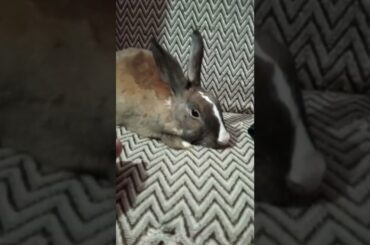 Cute Rabbit | Pet Rabbit