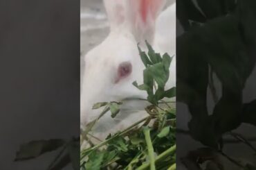 cute rabbit srivalli shorts #srivalli #rabbit #shorts