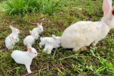 mother rabbit and cute baby rabbits play freely
