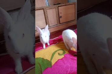 rabbit is playing in my room. #cute #rabbit