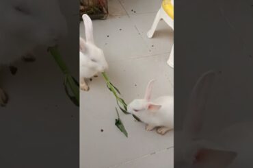 #g2 cute bunny rabbit #shorts #bunny #funnyrabbit #rabbit