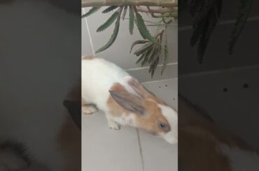 #f93 cute rabbit fun time #shorts #funnyrabbit #bunny