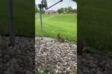 A cute rabbit (hare) on a summer morning