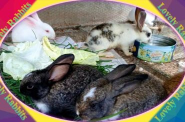 Cute Baby Rabbits Playing,Feeding Activities  Bunny Rabbit #11
