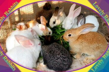 Cute Baby Rabbits Playing,Feeding Activities  Bunny Rabbit #10