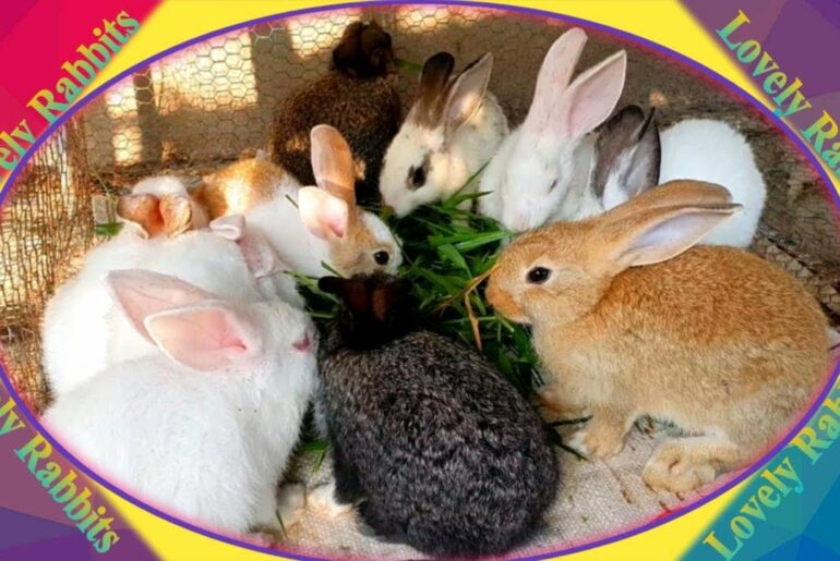 Cute Baby Rabbits Playing,Feeding Activities  Bunny Rabbit #10