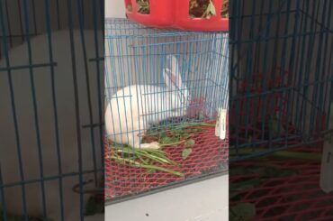 #f100 cute rabbit playing #shorts #rabbit #bunny