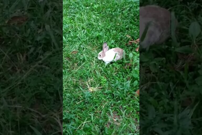 Very Cute Rabbit | The rabbit is eating #Shorts
