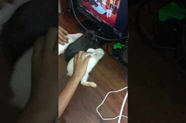 #g12 cute bunny enjoy cartoon watching #shorts #bunny #rabbit