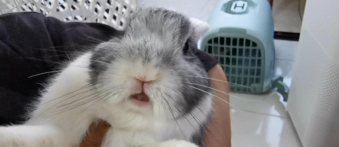 Funny and Cute Bunny Rabbits Compilation Video 3 | Funniest Bunny Rabbits Video Funny and Cute Bunny Rabbits Compilation Video 3 | Funniest Bunny Rabbits Video