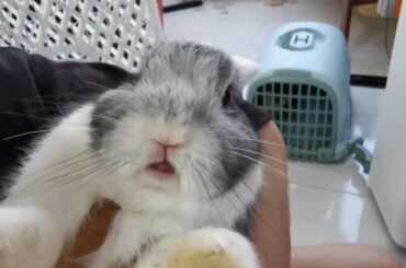 Funny and Cute Bunny Rabbits Compilation Video 3 | Funniest Bunny Rabbits Video