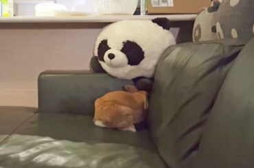 Cute Bunny Digging Compilation | Lulu the Rabbit Digging on Sofa