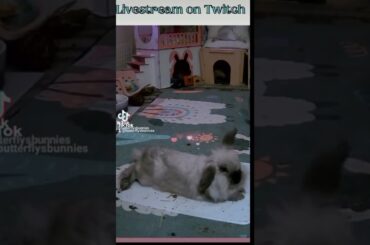 cute bunny