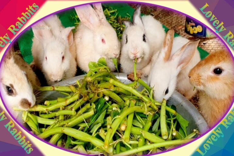 Cute Baby Rabbits Playing,Feeding Activities  Bunny Rabbit #12