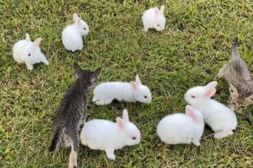 cute baby rabbit