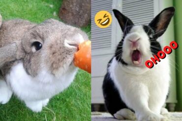 funny  and cute baby bunny videos | cute rabbits compilation