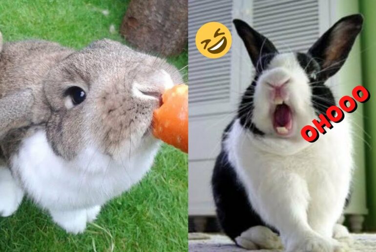 funny  and cute baby bunny videos | cute rabbits compilation