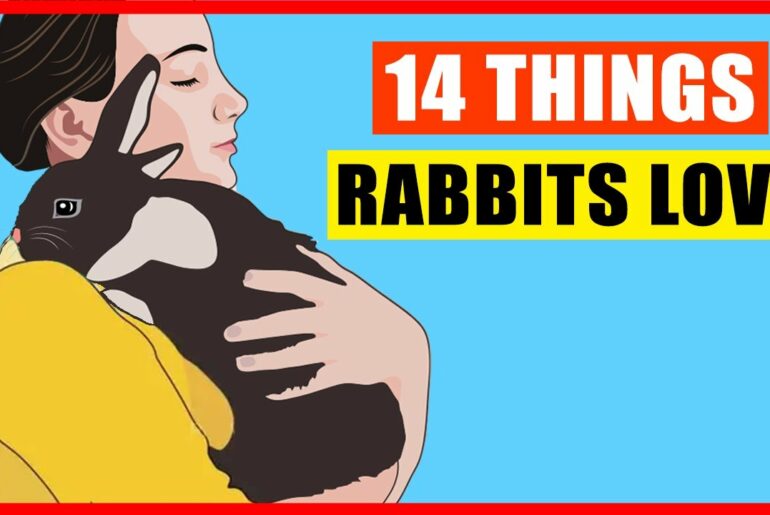 14 Things Rabbits Love the Most