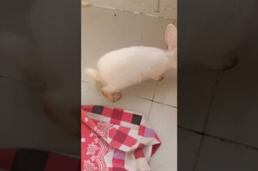 g20 cute bunny eating #shorts #bunny #rabbit