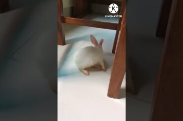 #g4 cute bunny home tour #shorts #funnyrabbit #bunny