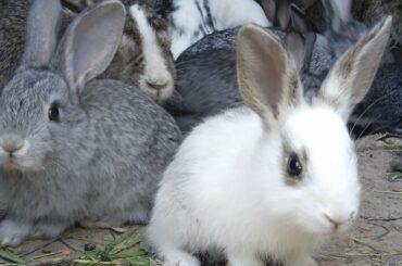 Funny and cute Baby bunny RABBIT/Video|BABY ANIMAL VIDEO (2022)