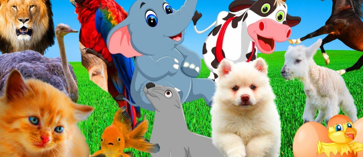Pets – Cute Animal Videos – Cat, Dog, Rabbit, Seal – Farm Animal Sounds – Part 7 Pets - Cute Animal Videos - Cat, Dog, Rabbit, Seal - Farm Animal Sounds - Part 7