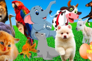 Pets - Cute Animal Videos - Cat, Dog, Rabbit, Seal - Farm Animal Sounds - Part 7