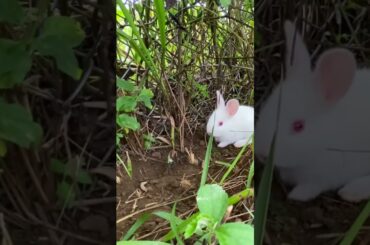cute baby rabbit /#Shorts