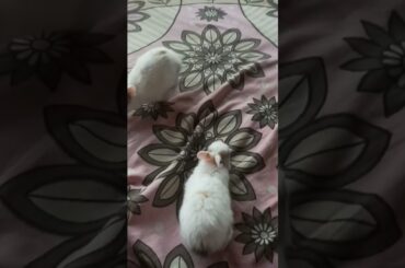 cute baby rabbit