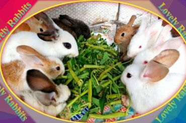 Cute Baby Rabbits Playing,Feeding Activities  Bunny Rabbit #14