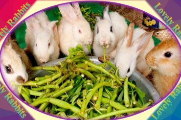 Cute Baby Rabbits Playing,Feeding Activities  Bunny Rabbit #13