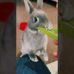 Cute Bunny Eating Leaf #Shorts