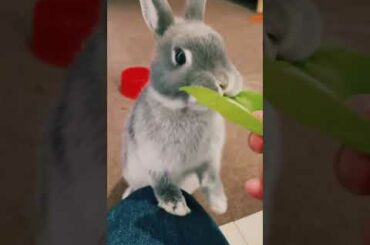 Cute Bunny Eating Leaf #Shorts