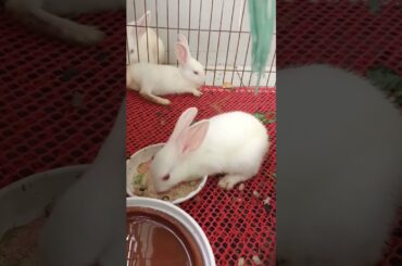 g39 cute bunny eating pellets #shorts #rabbit #bunny