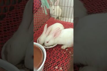 g34 cute bunny eating pellets #shorts #bunny #rabbit