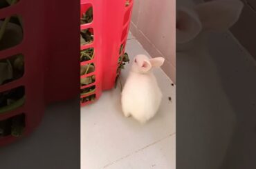 #f97 cute bunny eating grass #shorts #bunny #funnyrabbit #rabbit