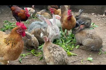 Go to the garden to feed the rabbits - cute rabbit with chicken