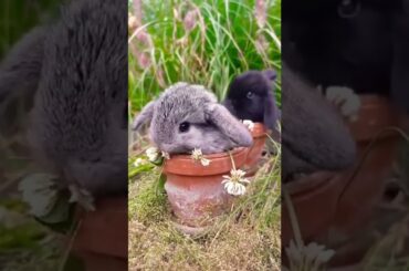 How Adorable Baby Bunnies #short #shorts #rabbit #bunny #animal #animals #pets #pet #cuteanimals