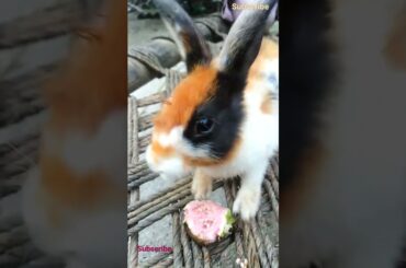 cute rabbit feed #shorts #cute