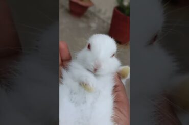 So cute baby rabbit #bunny #shorts