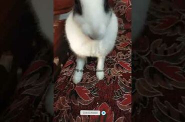Paw Ring? #shorts #trending #viral #animals #bunny #cute #rabbit #short #subscribe