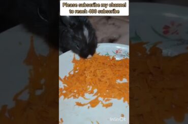 #baby#business#rabbit#cute baby bunny day