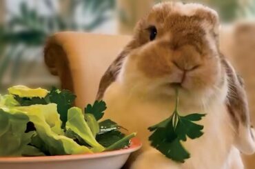 Pet bunny will eat ANYTHING! Funny and cute rabbit | The Koala